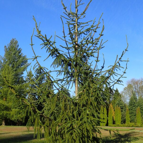 Picea abies 'Virgata' (Smreka)