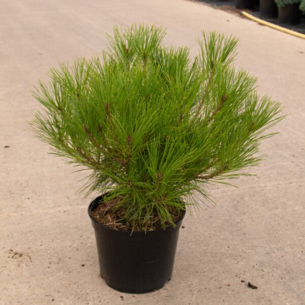 Pinus densiflora 'Alice Verkade' (Pritlikavi jap.rdeči bor)