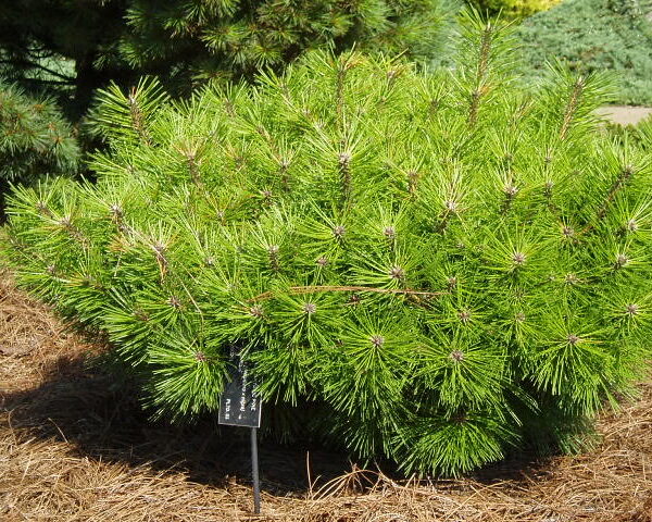 Pinus densiflora 'Jane Kluis' (Pritlikavi jap.rdeči bor)