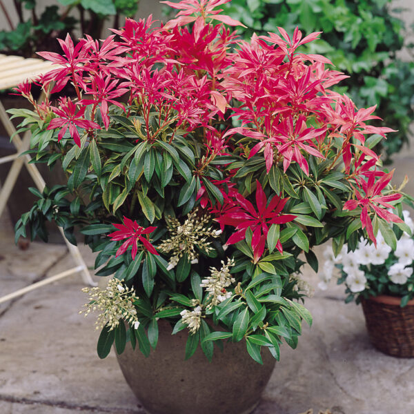 Pieris japonica 'Forest Flame' (Japonski pieris)