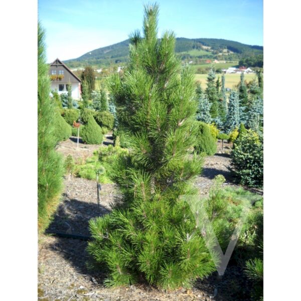 Pinus leucodermis 'Horak' (Munika)