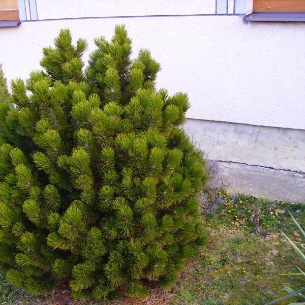 Pinus leucodermis 'Karmel'  (Munika)