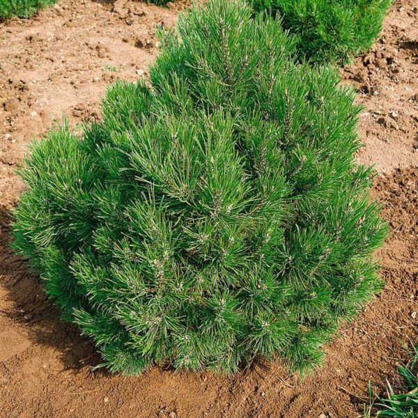 Pinus mugo 'Allgau' (Rušje)