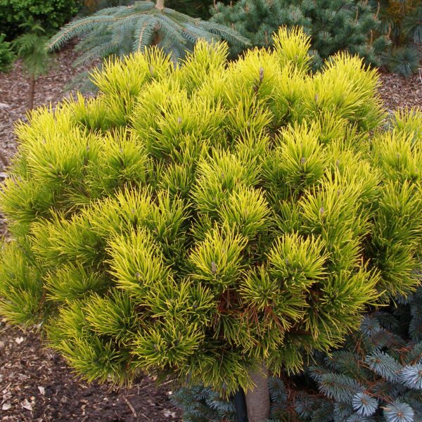 Pinus mugo 'Carstens Wintergold' (Rušje)