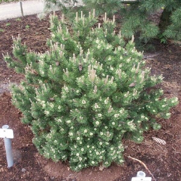 Pinus mugo 'Laurin' (Rušje)