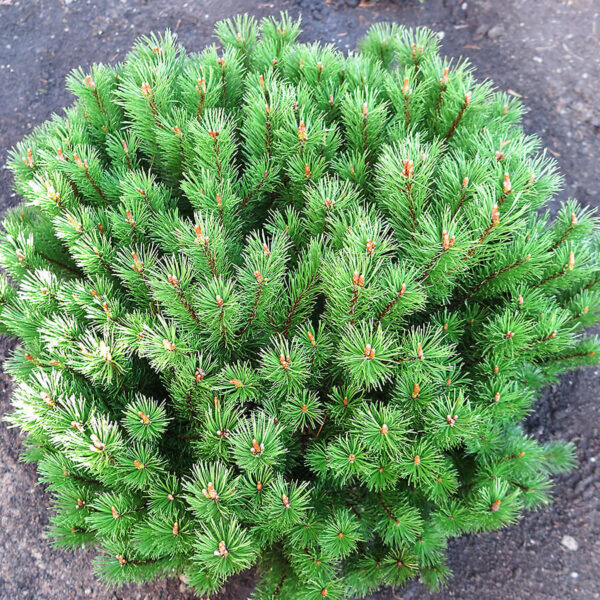Pinus mugo 'Mops' (Rušje)