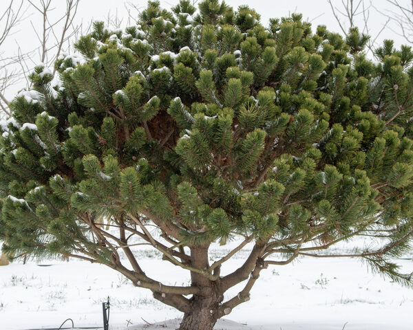 Pinus mugo var. uncinata (Pinus mugo var. mugo)