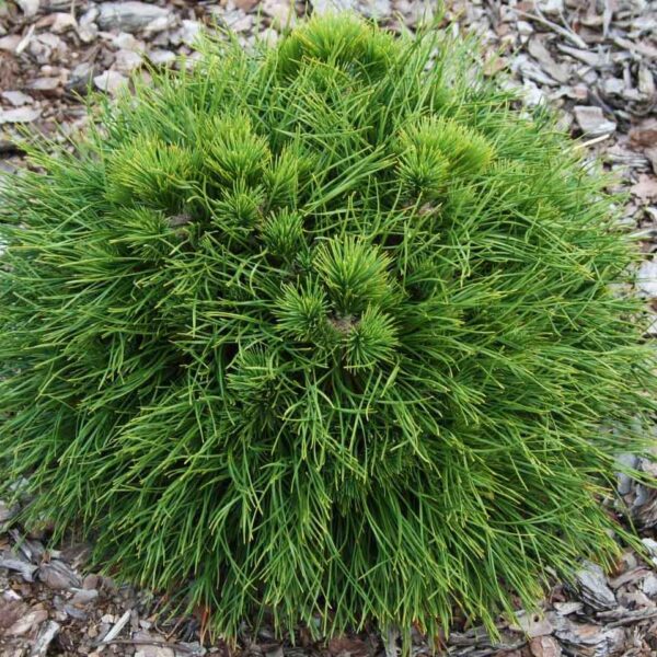 Pinus mugo 'Varella' (Rušje)