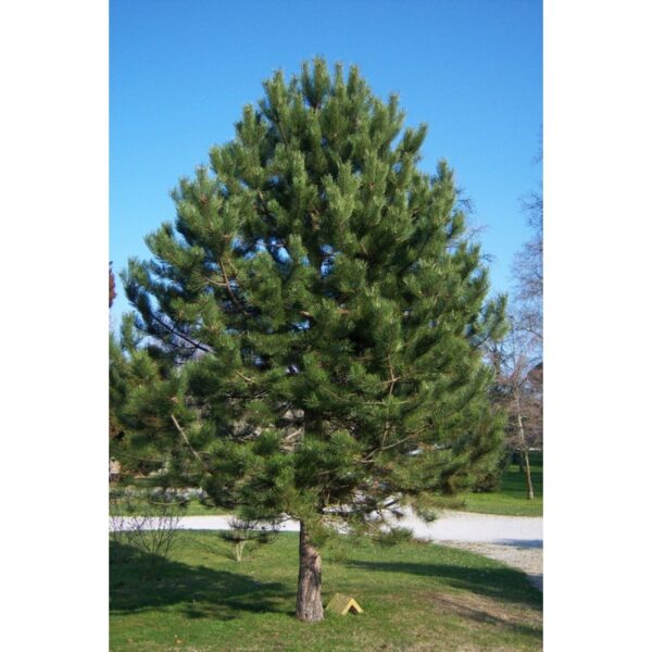 Pinus nigra var. austriaca (Črni bor)