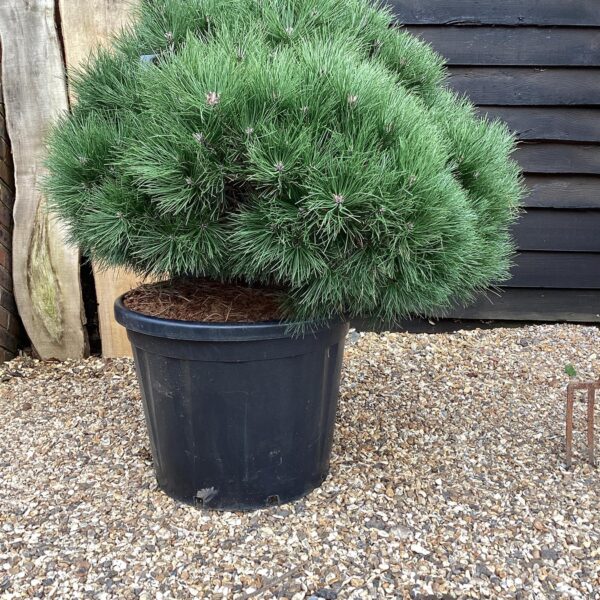 Pinus nigra 'Brepo' (Rušje)