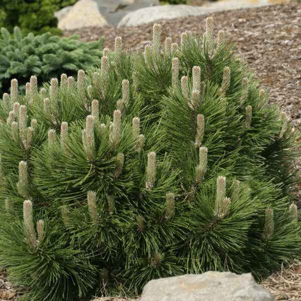 Pinus nigra 'Helga' (Črni bor)