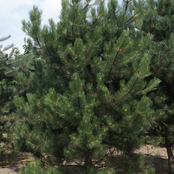 Pinus nigra 'Jeddeloh' (Kompaktni črni bor)