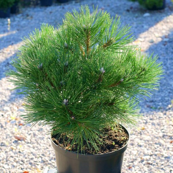 Pinus nigra 'Nana' (Pritlikavi kompaktni črni bor)