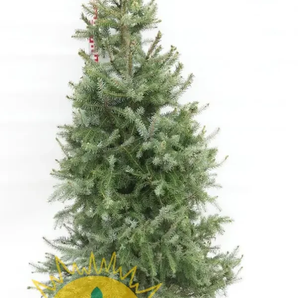 Picea omorika (Omorika/Pančičeva smreka)