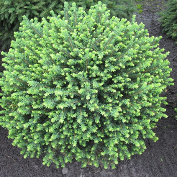 Picea omorika 'Karel' (Pritlikava omorika)