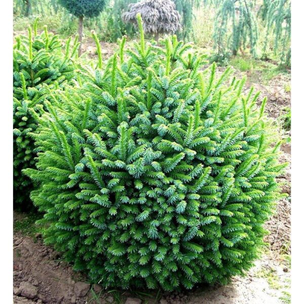Picea omorika 'Nana' (Pritlikava omorika)