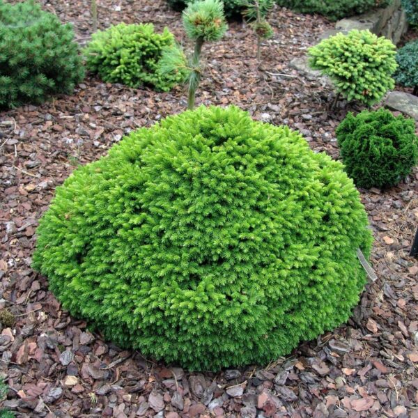 Picea orientalis 'Profesor Langner' (Kroglasta orient. smreka)