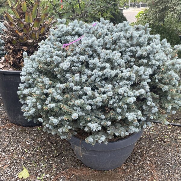 Picea pungens 'Glauca Globosa' (Gnezdasta srebrna smreka) - EXTRA 100-120C)