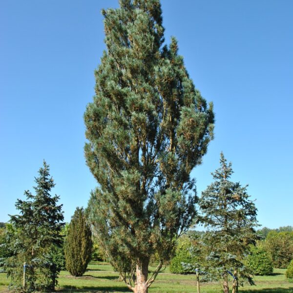 Pinus sylvestris 'Fastigiata' (Stebrasti rdeči bor)