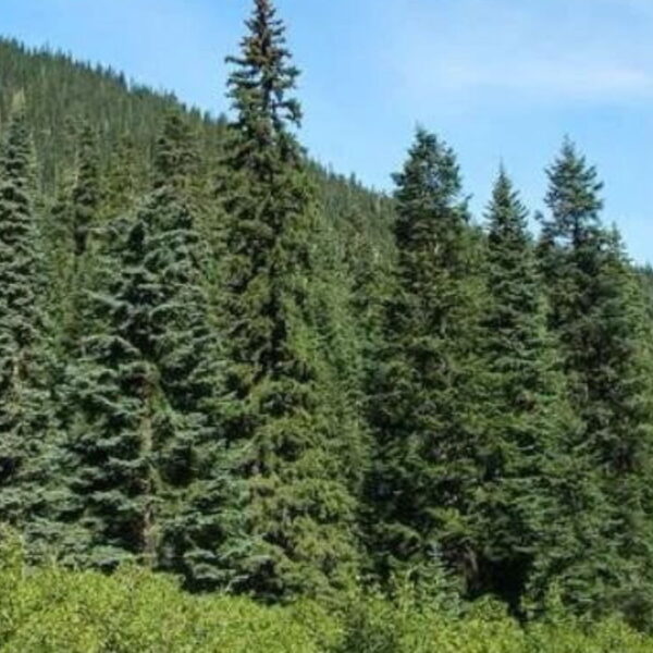 Picea sitchensis (Smreka sitka)