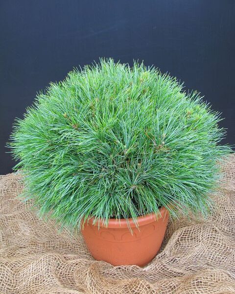 Pinus strobus 'Minima' (Pritlikavi zeleni bor)