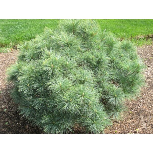 Pinus strobus 'Nana' (Pritlikavi zeleni bor)