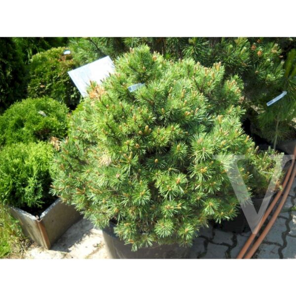 Pinus sylvestris 'Cuha' (Kompaktni rdeči bor)