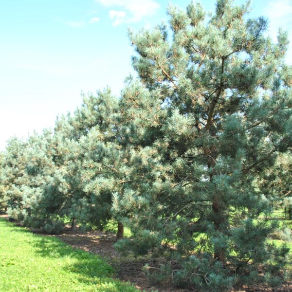 Pinus sylvestris Glauca