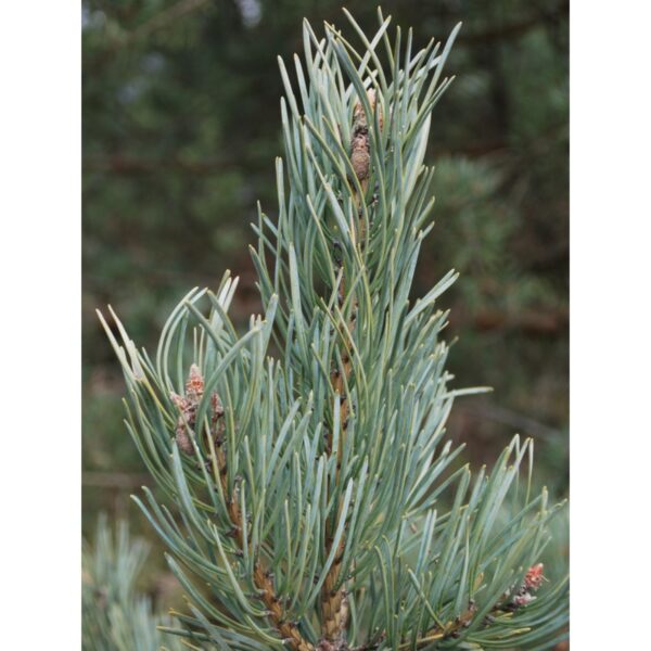 Pinus sylvestris `Sé`