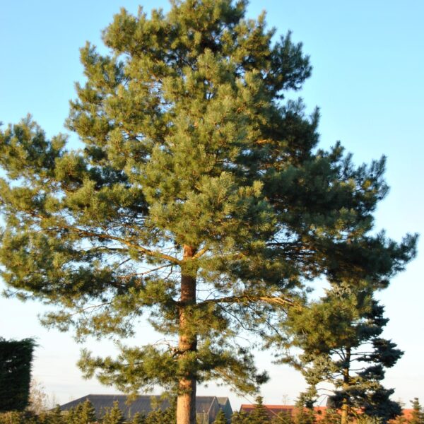Pinus sylvestris (Rdeči bor)