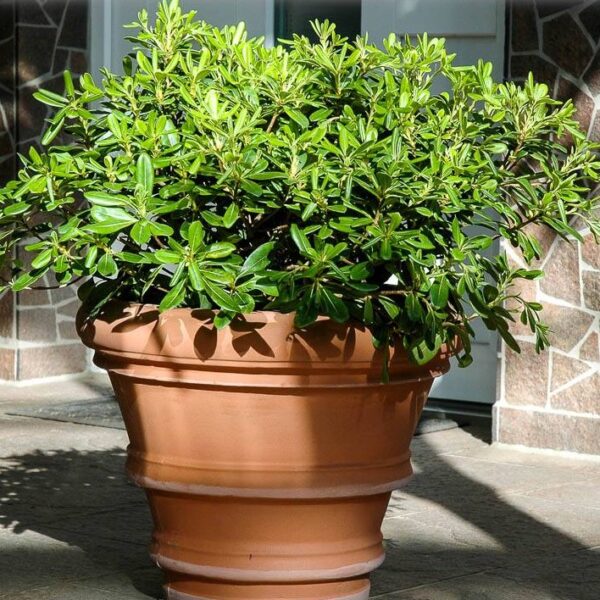 Pittosporum tobira 'Nanum' (Lepljivec)