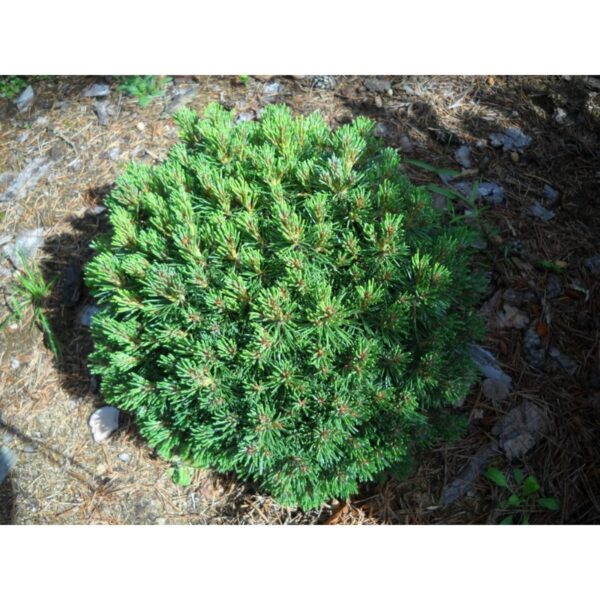 Pinus unicinata 'Feich' (Pritlikavi gorski bor)