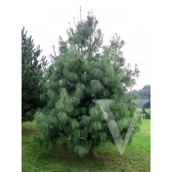 Pinus wallichiana (Himalajski bor)