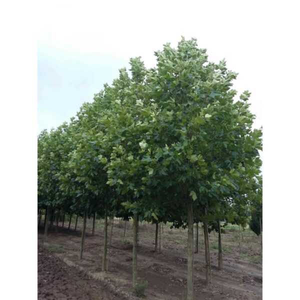 Platanus acerifolia `Prenor Typ` (Javorolistna platana)