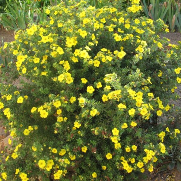 Potentilla fruticosa 'Goldfinger' (Petoprstnik)
