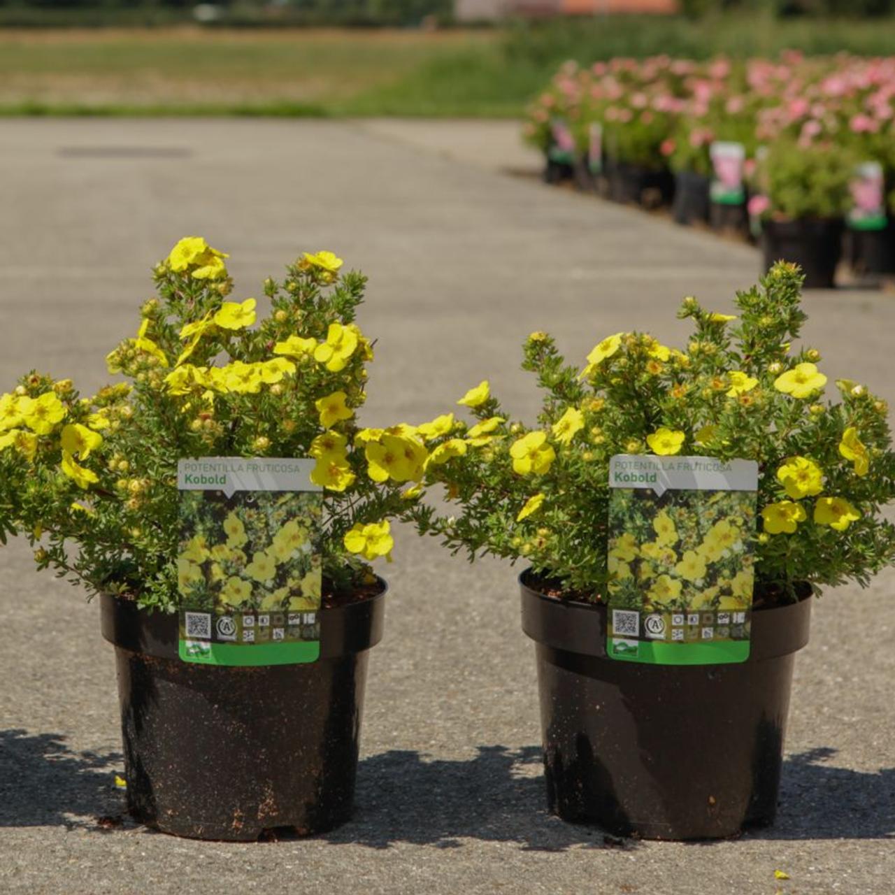 POFRKO_0.jpeg Potentilla fruticosa 'Kobold' (Petoprstnik) - slika 1