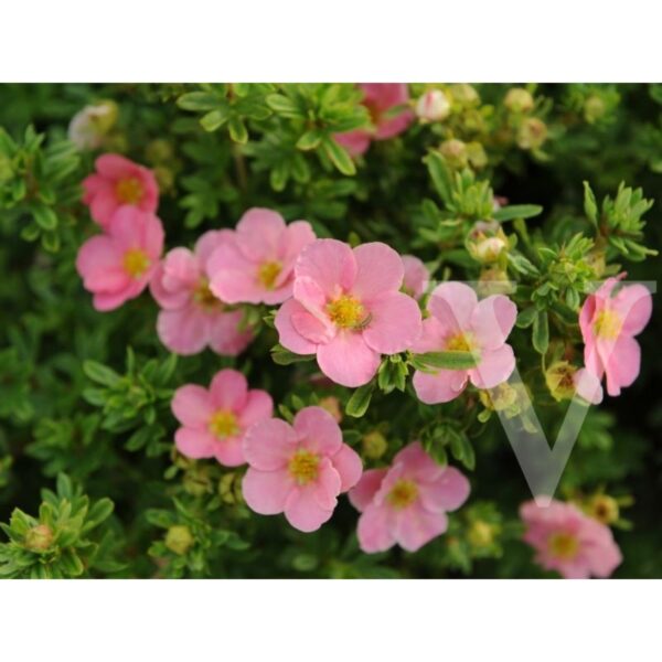 Potentilla fruticosa 'Lovely Pink' (Petoprstnik)