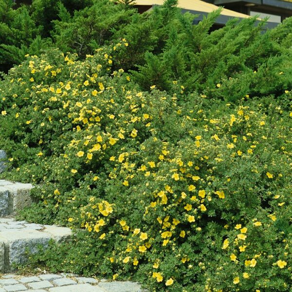 Potentilla fruticosa `Sommerflor' (Petoprstnik)