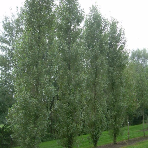 Populus nigra 'Italica' (Jagned ali laški topol)