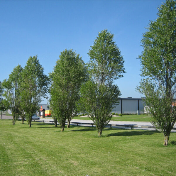 Populus simonii 'Fastigiata' (Stebrasti topol)
