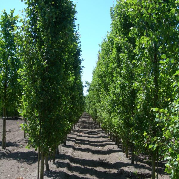 Populus tremula 'Erecta' (Trepetlika)