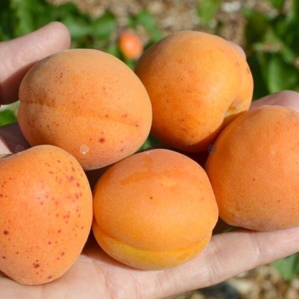 Prunus armeniaca 'Early Orange' (Marelica)