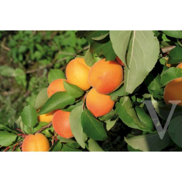 Prunus armeniaca 'Gonci magyar' (Marelica)