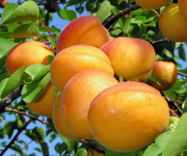 Prunus armeniaca 'Pannonia' (Marelica)