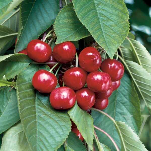 Prunus avium 'Stella' (Češnja)