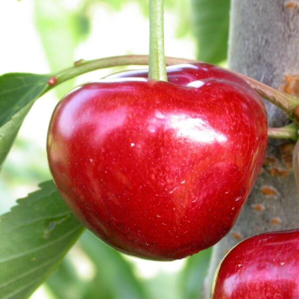 Prunus avium 'Carmen' (Češnja)