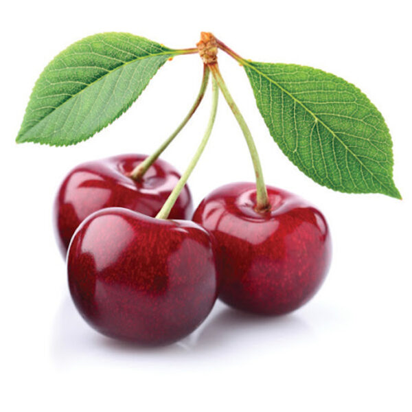 Prunus avium 'Kordia' Mini (Češnja)