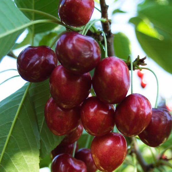 Prunus avium 'Linda' (Češnja)