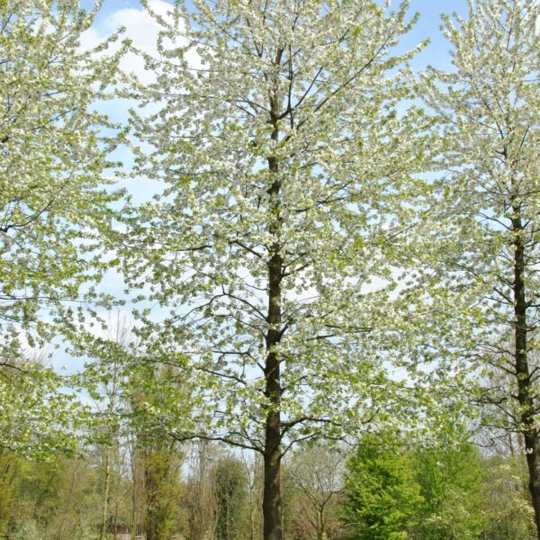 Prunus avium 'Plena' (Okrasna češnja)