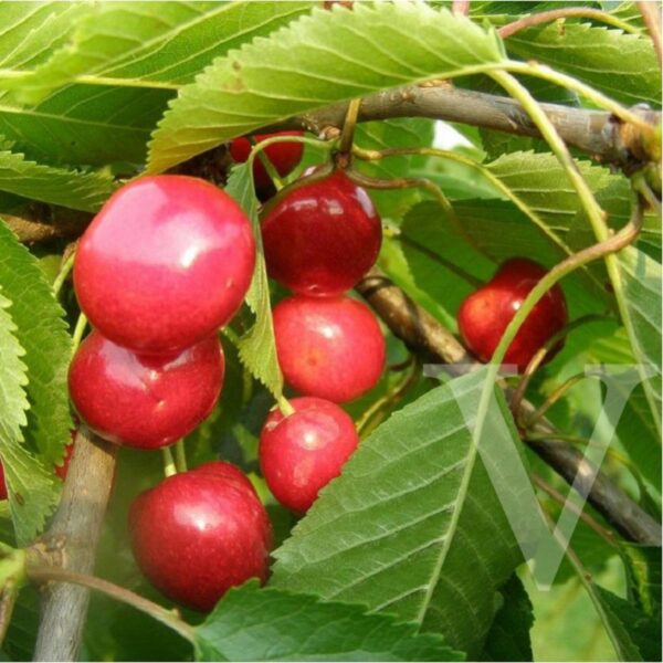 Prunus avium 'Van' (Češnja)